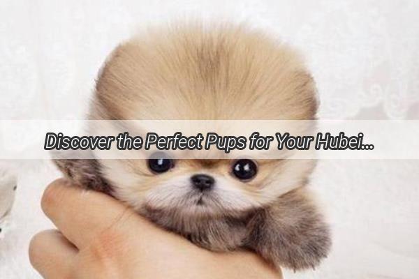 Discover the Perfect Pups for Your Hubei Home A TailWagging Guide to Local Dog Breeds